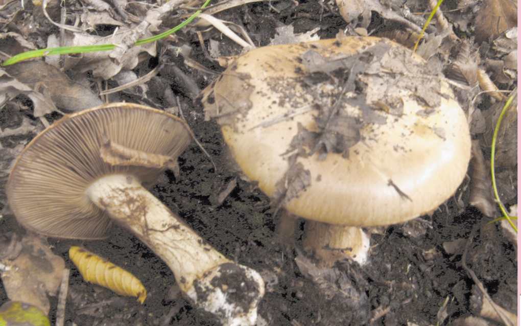 Phlegmacium (Cortinarius humolens)